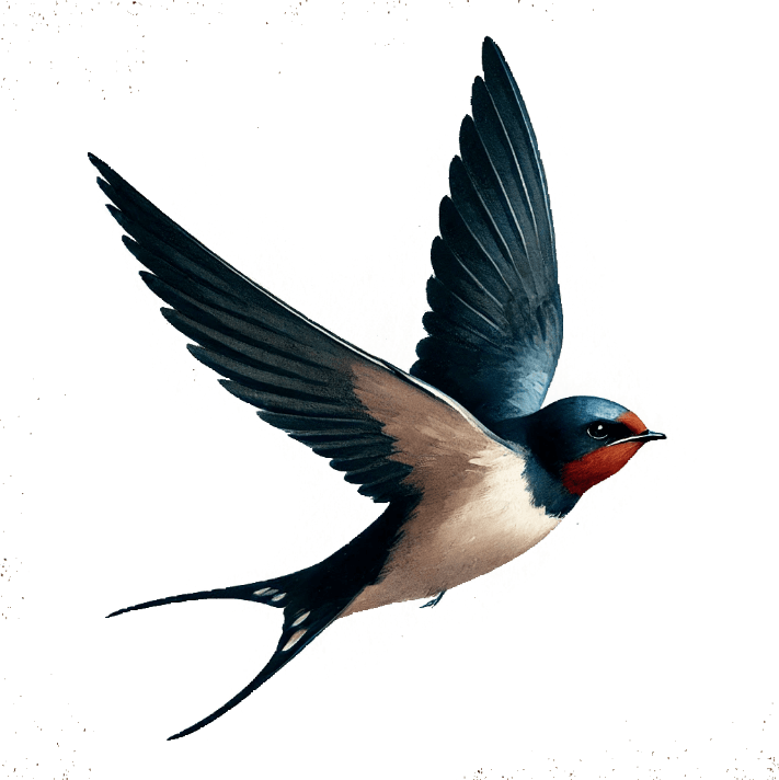 Barn Swallow